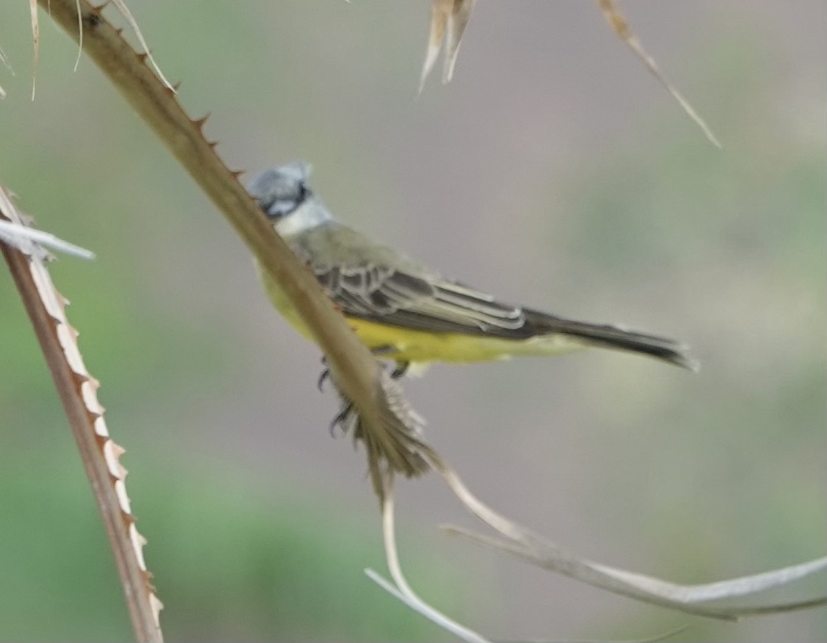 Tropical Kingbird - ML645679599