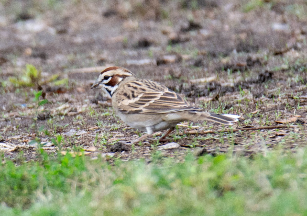 Lark Sparrow - ML645679601