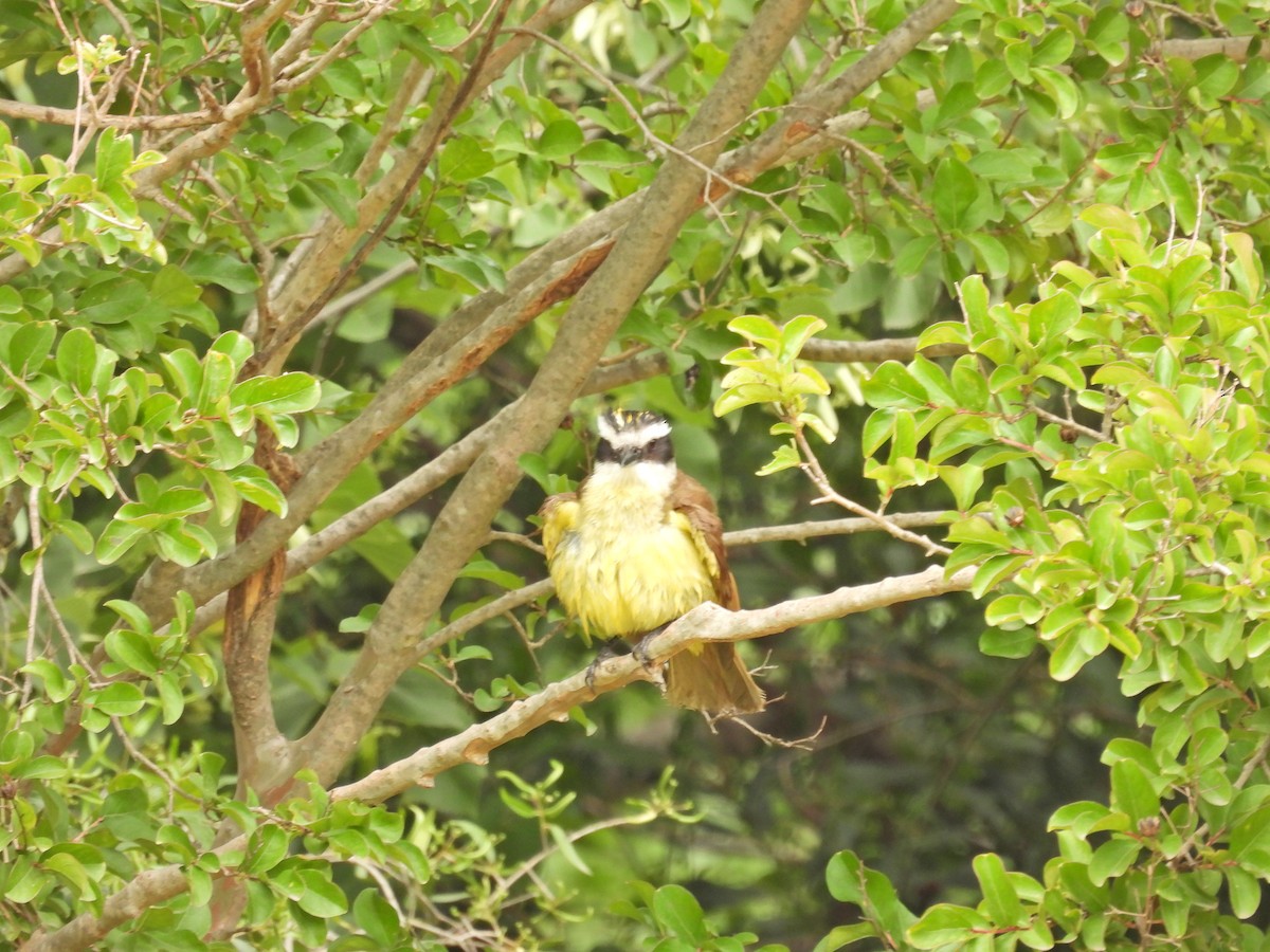 Great Kiskadee - ML645679607