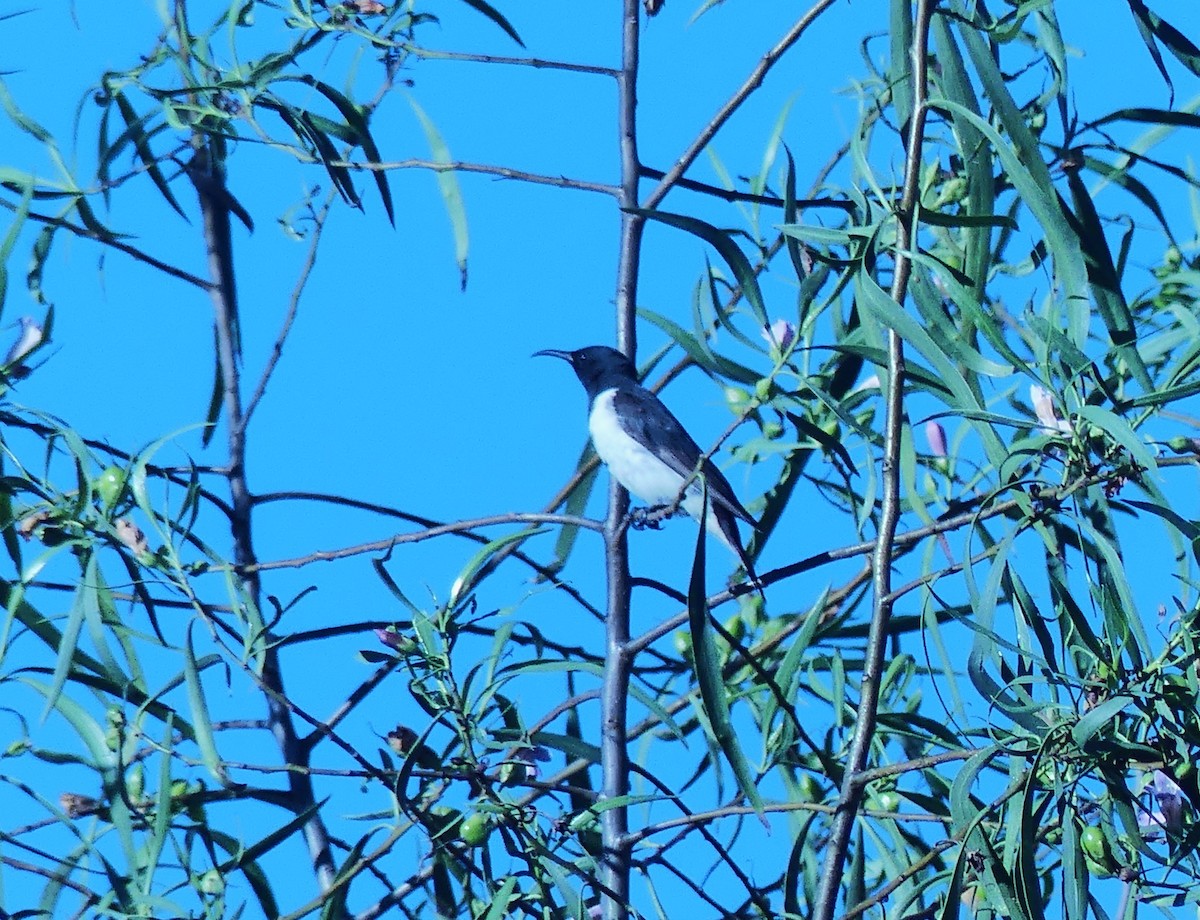 Black Honeyeater - ML645679609