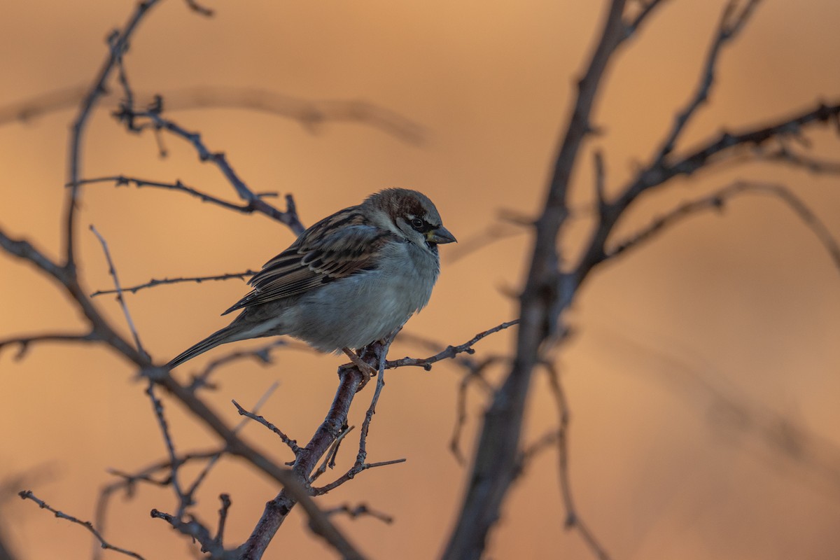 House Sparrow - ML645679610