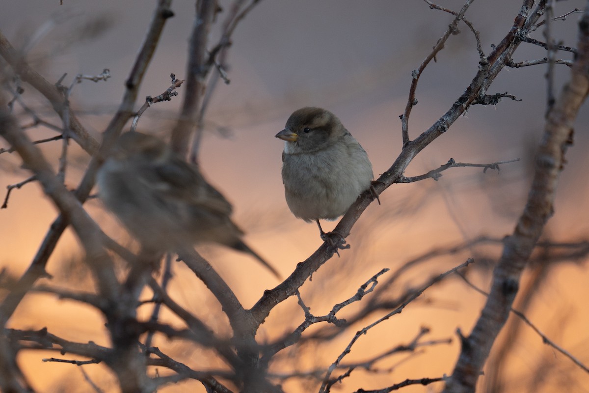 House Sparrow - ML645679611