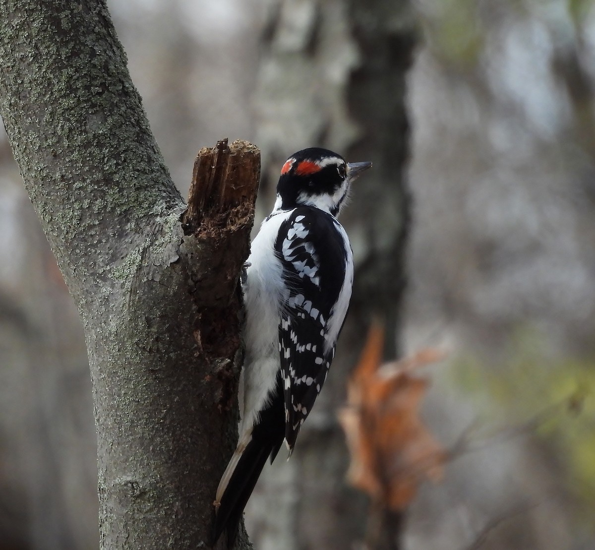 Hairy Woodpecker - ML645679612