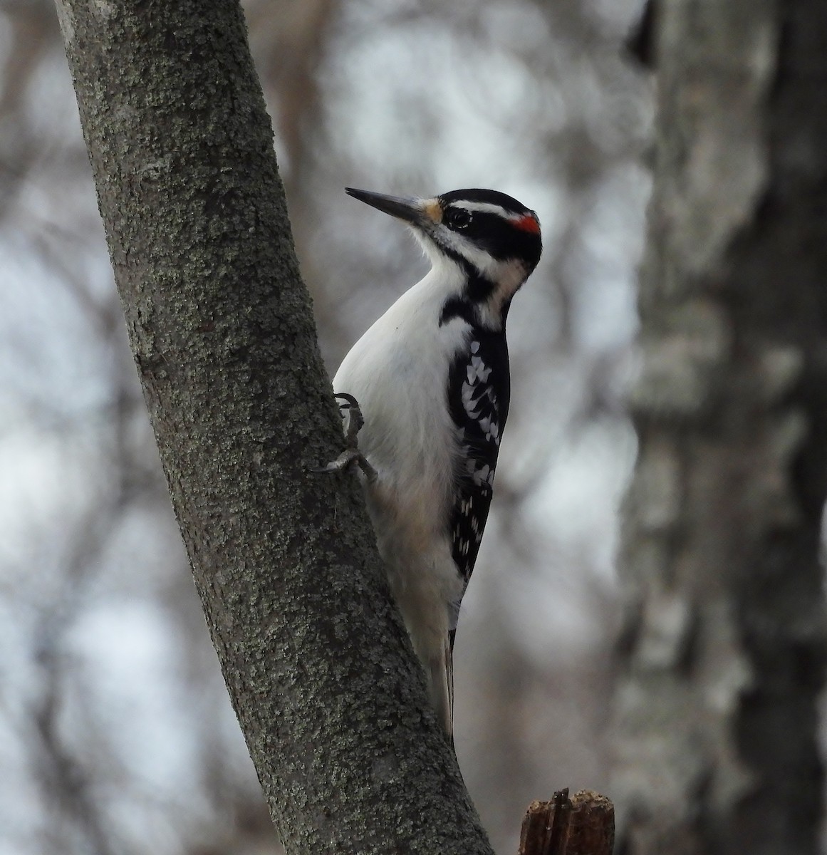 Hairy Woodpecker - ML645679613
