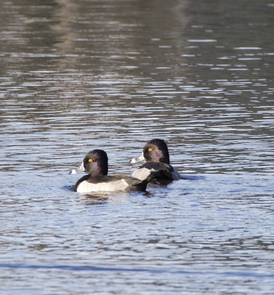 Ring-necked Duck - ML645679616