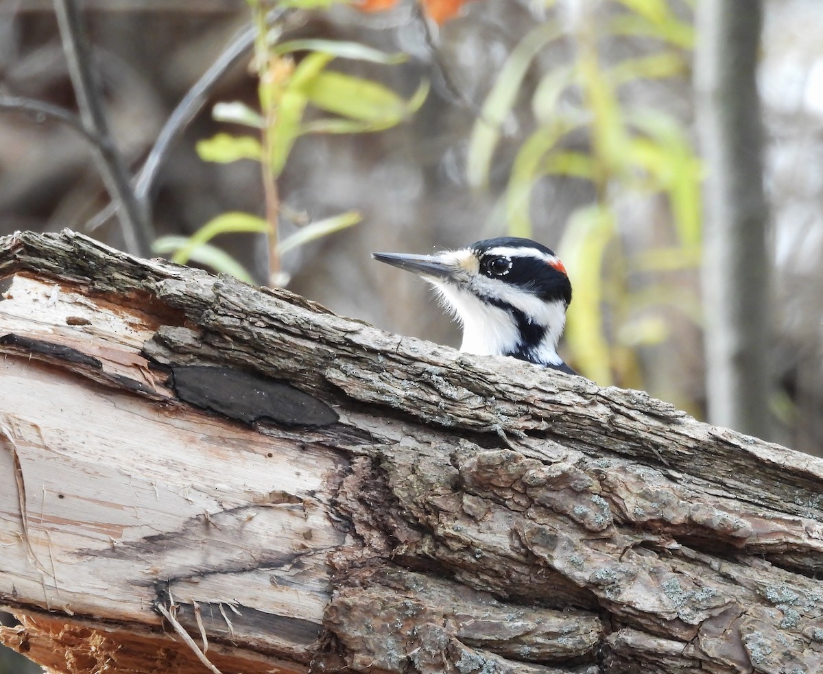 Hairy Woodpecker - ML645679617