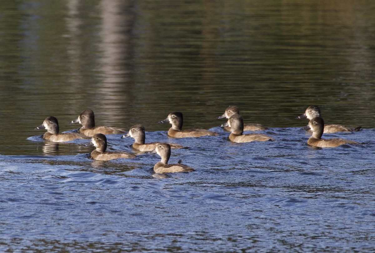 Ring-necked Duck - ML645679619