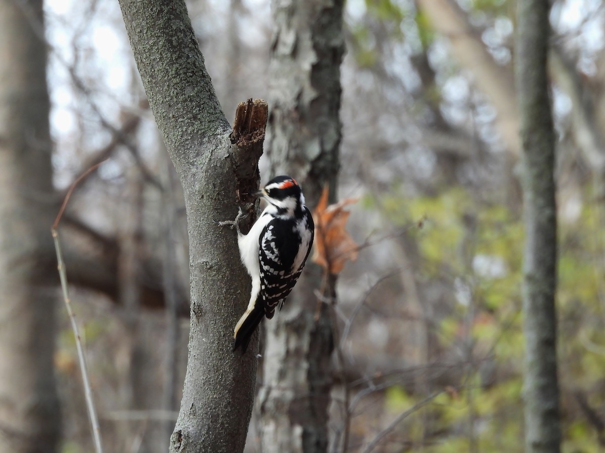 Hairy Woodpecker - ML645679620