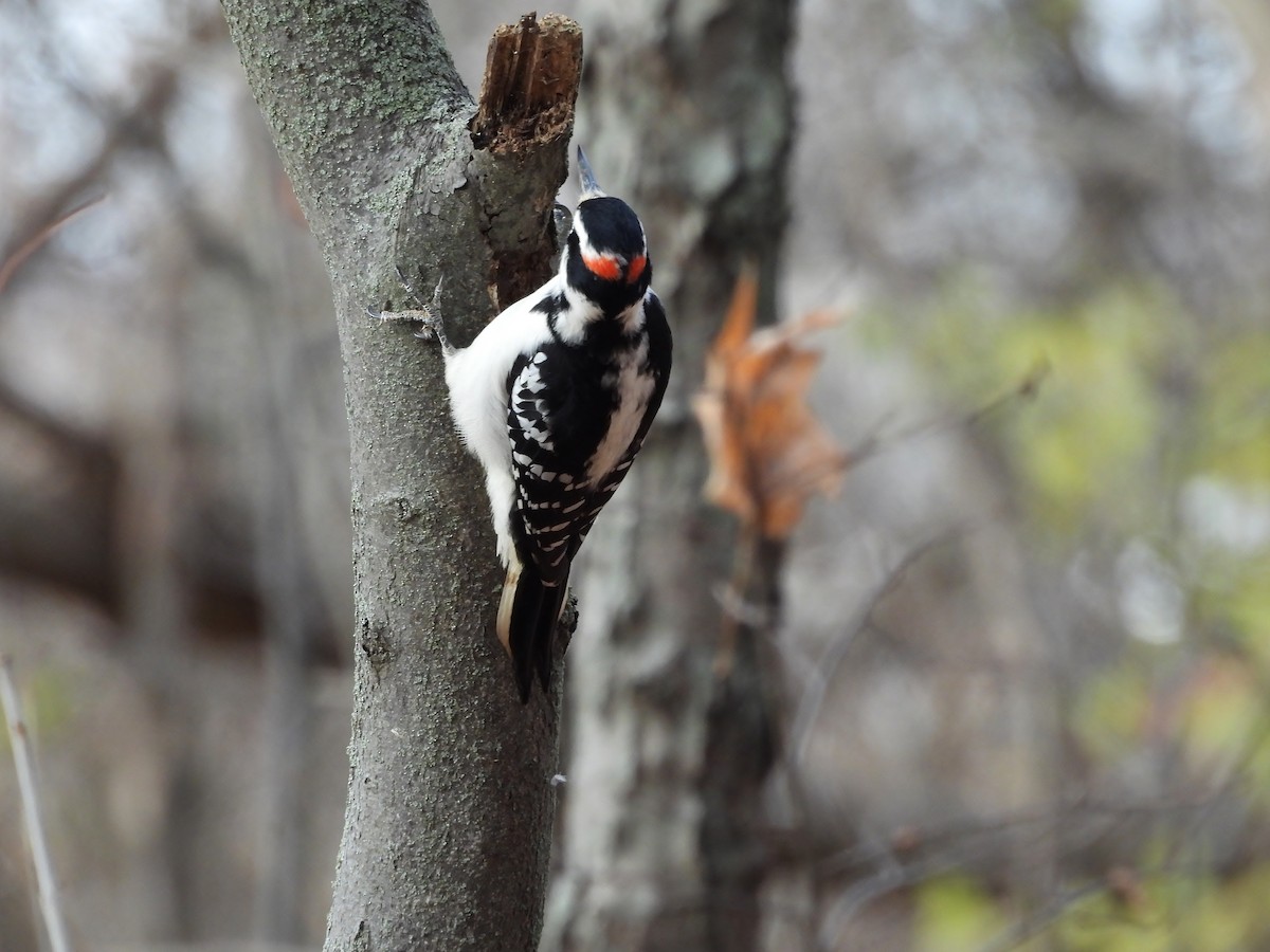 Hairy Woodpecker - ML645679621