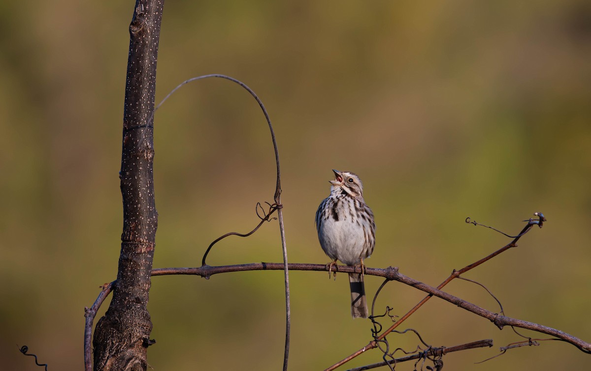 Song Sparrow - ML645679622