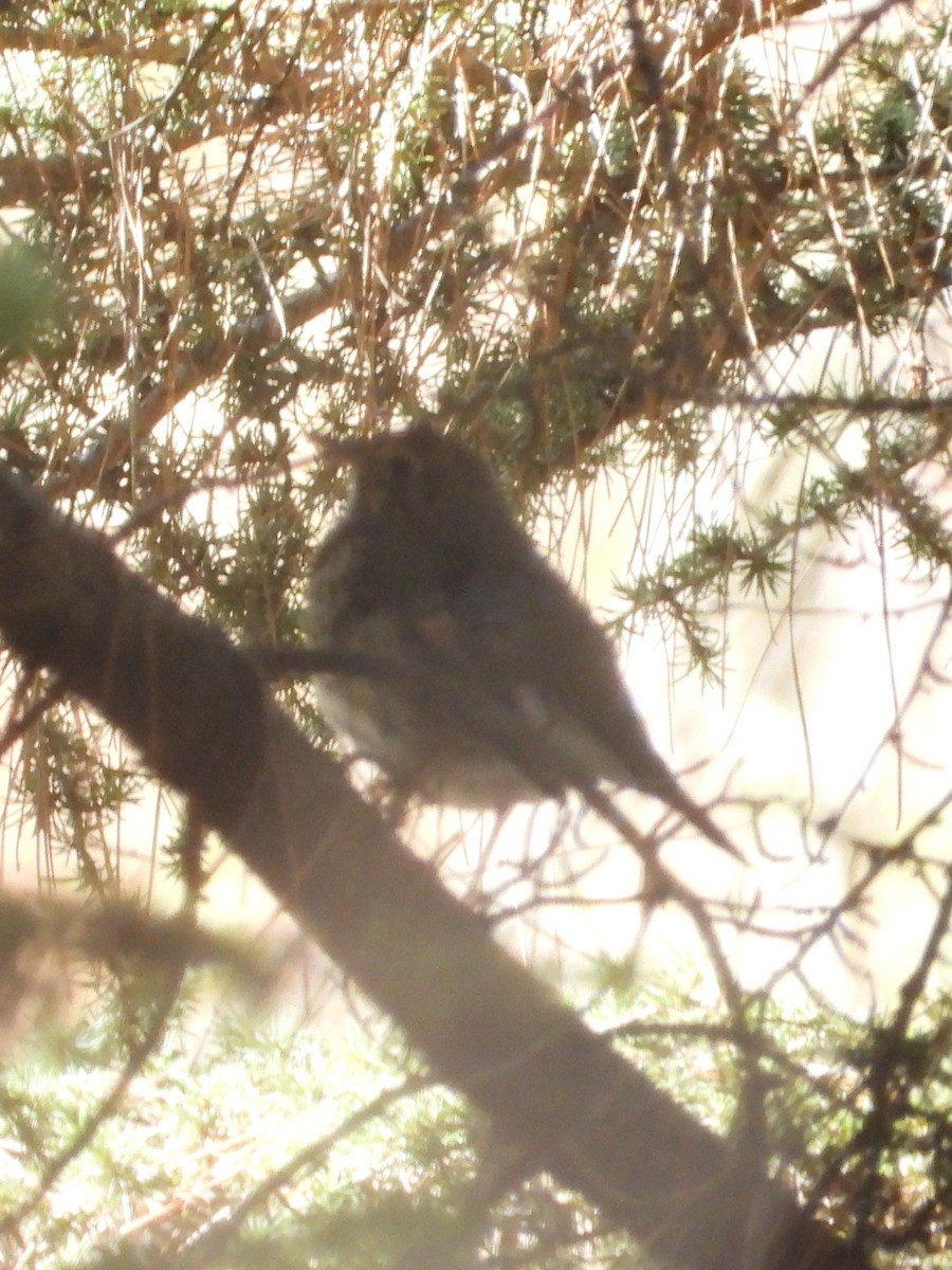 Song Thrush - ML645679625