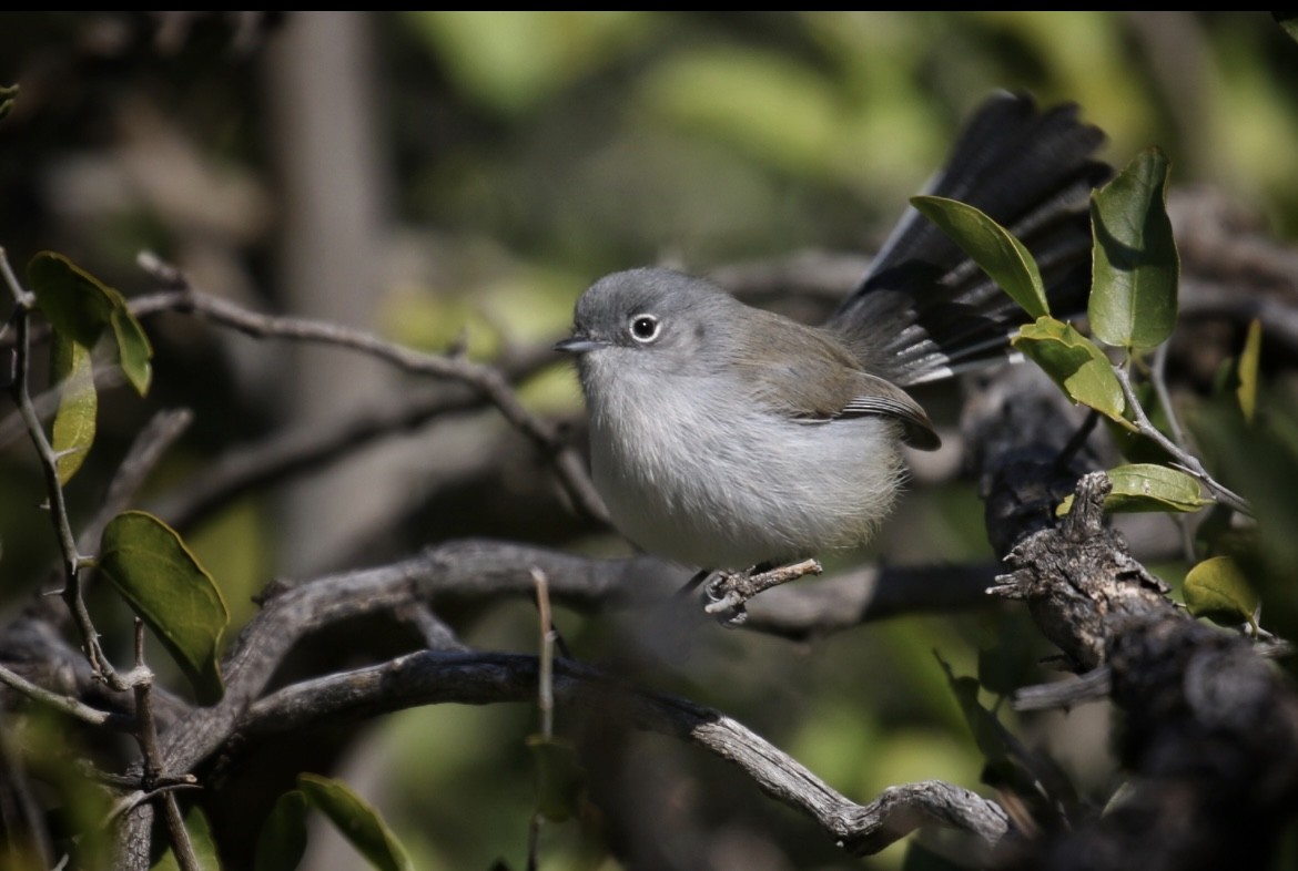 Black-tailed Gnatcatcher - ML645679626