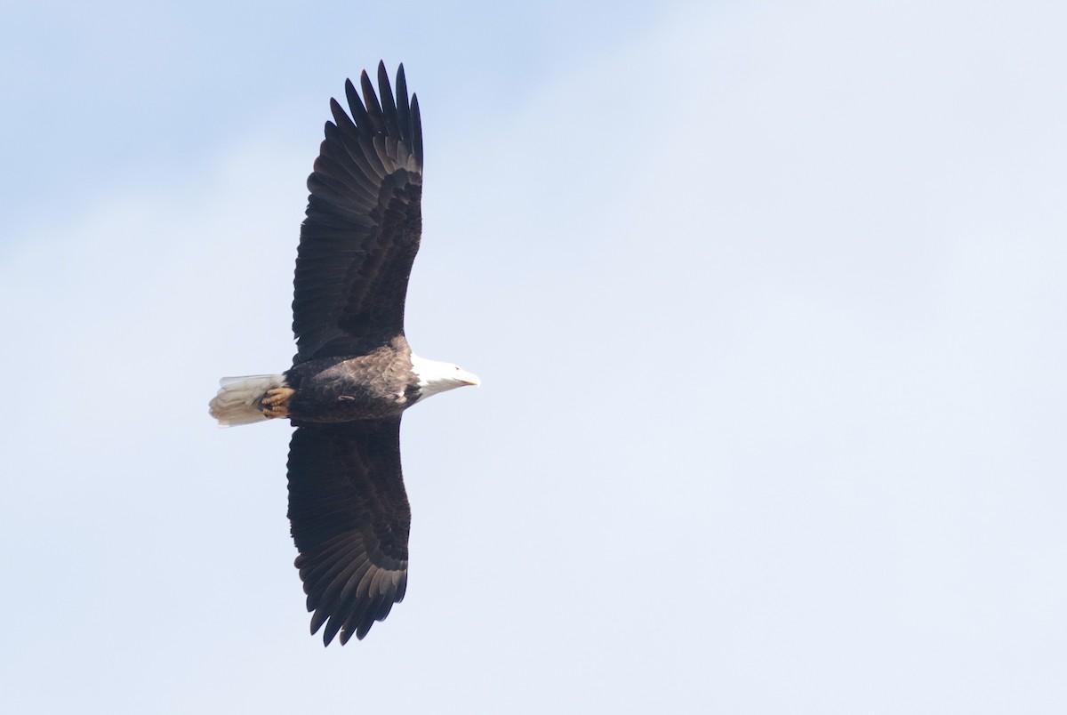 Bald Eagle - ML645679628