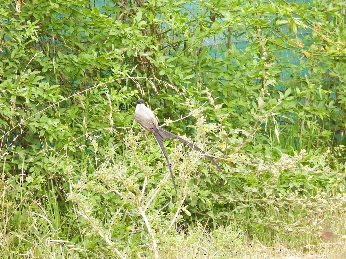 Fork-tailed Flycatcher - ML645679630