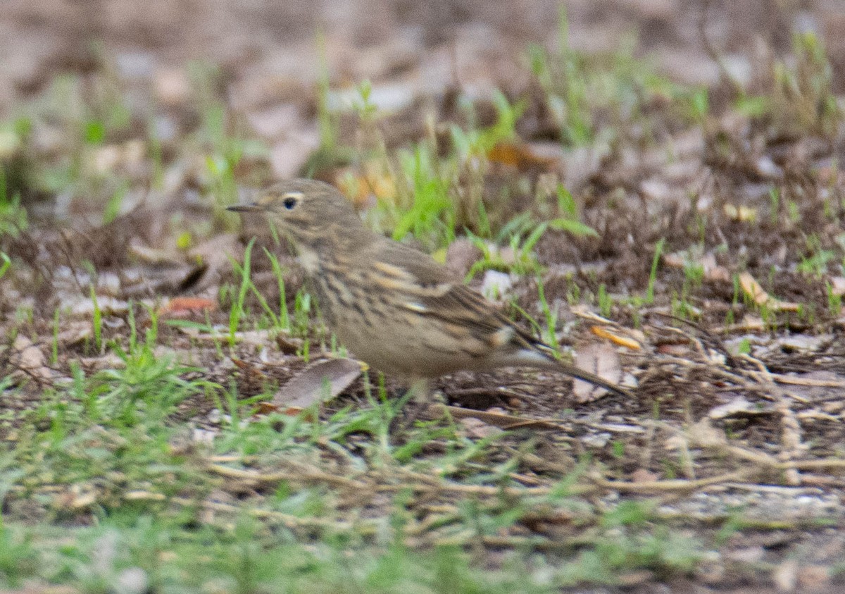 American Pipit - ML645679631