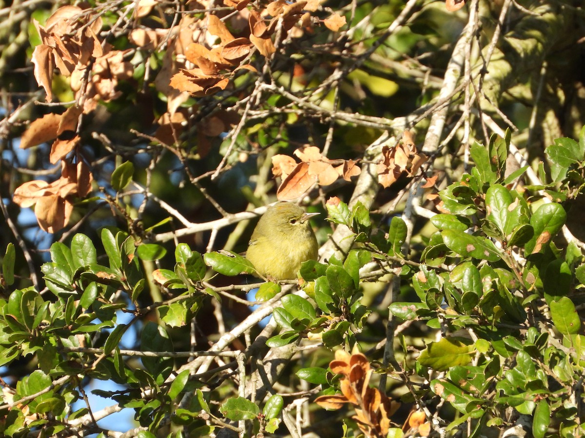 Orange-crowned Warbler - ML645679633