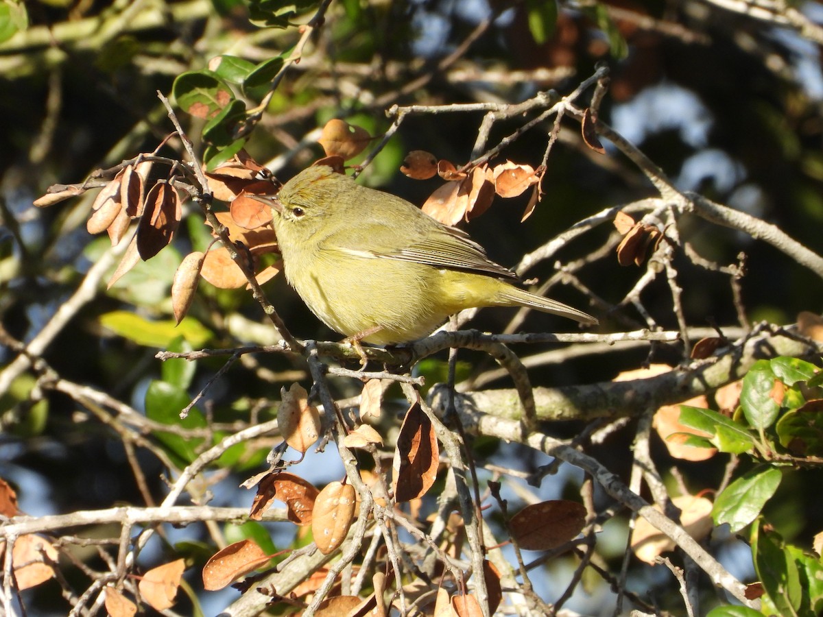 Orange-crowned Warbler - ML645679634