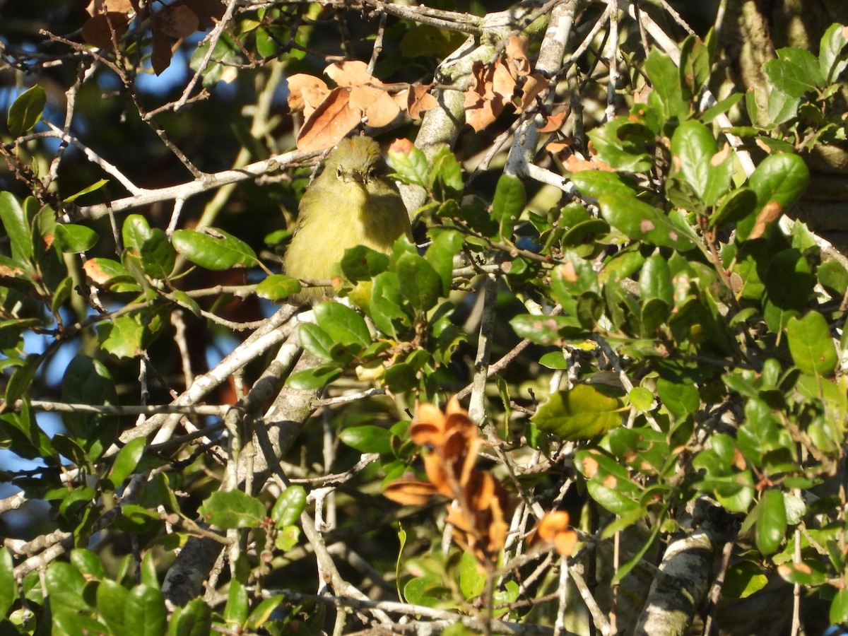 Orange-crowned Warbler - ML645679635