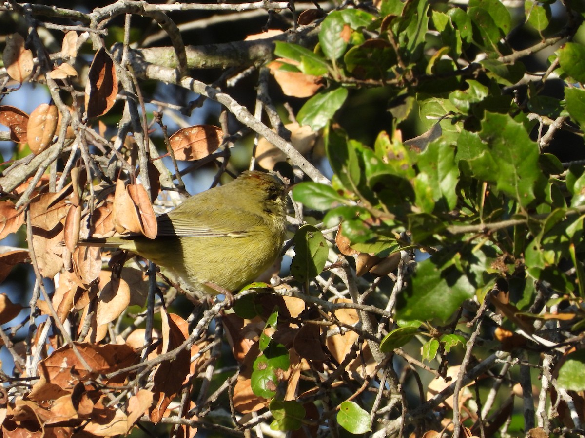 Orange-crowned Warbler - ML645679636