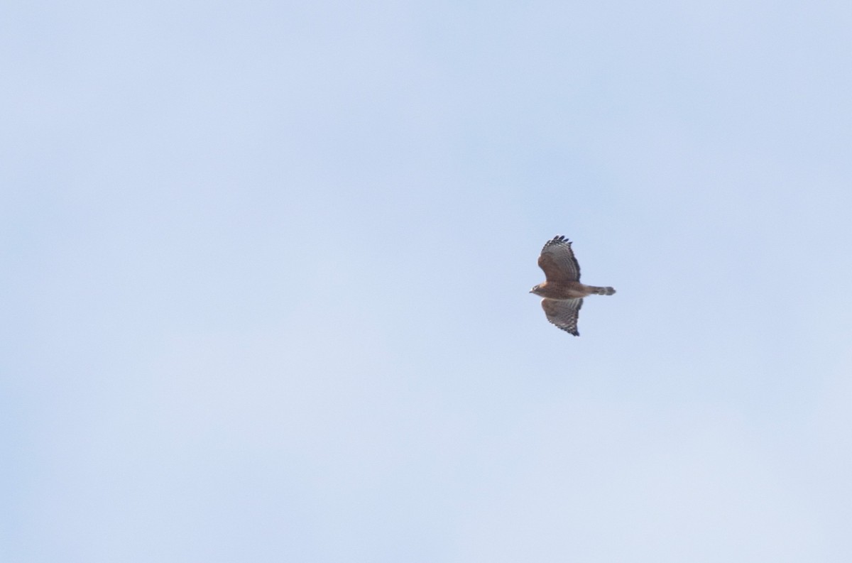 Red-shouldered Hawk (lineatus Group) - ML645679637