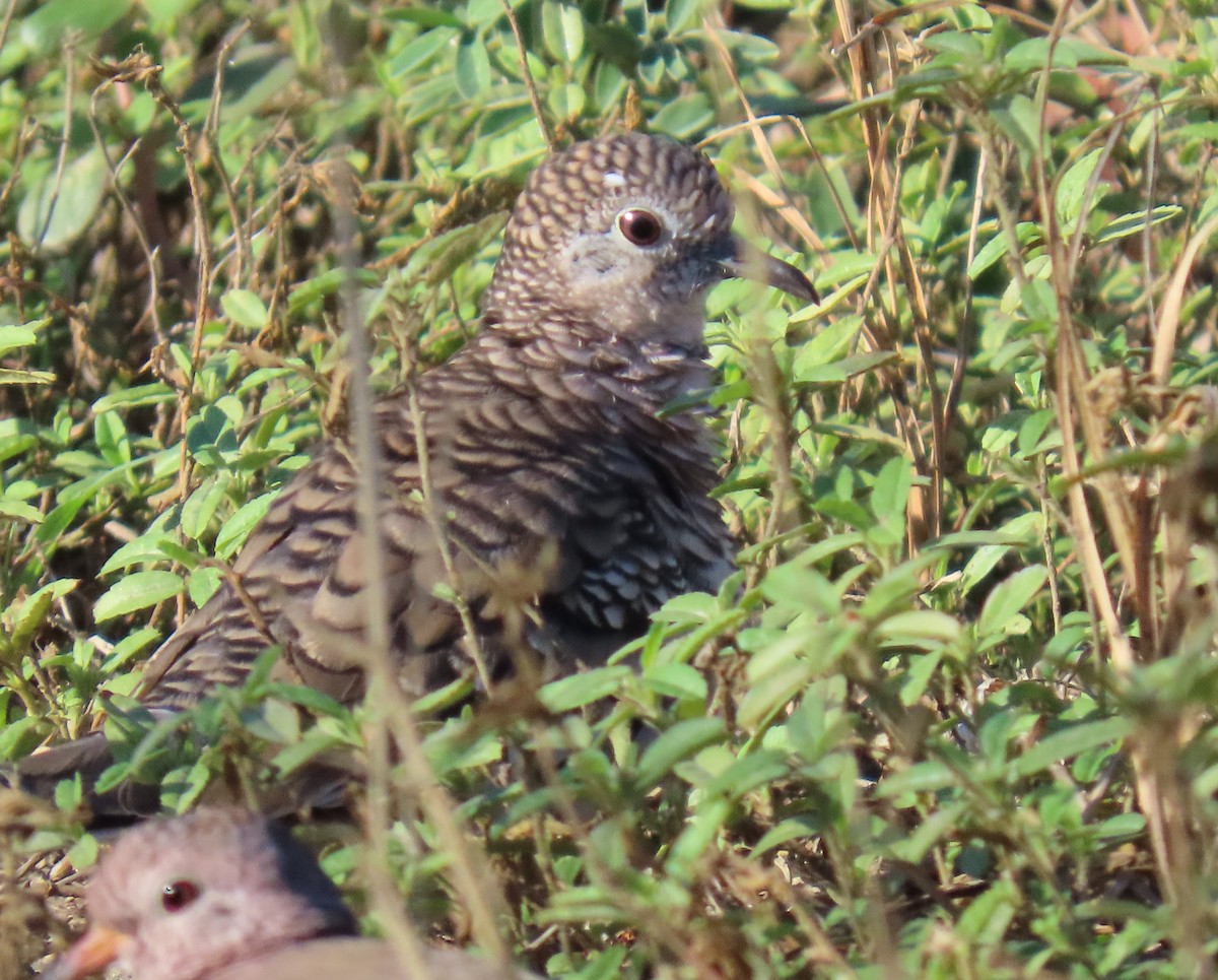 Scaled Dove - ML645679638