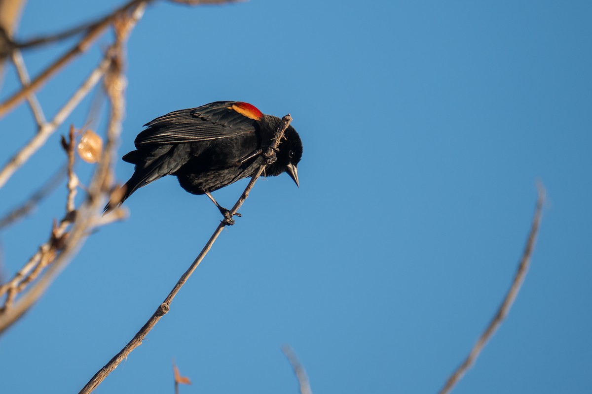 Red-winged Blackbird - ML645679639