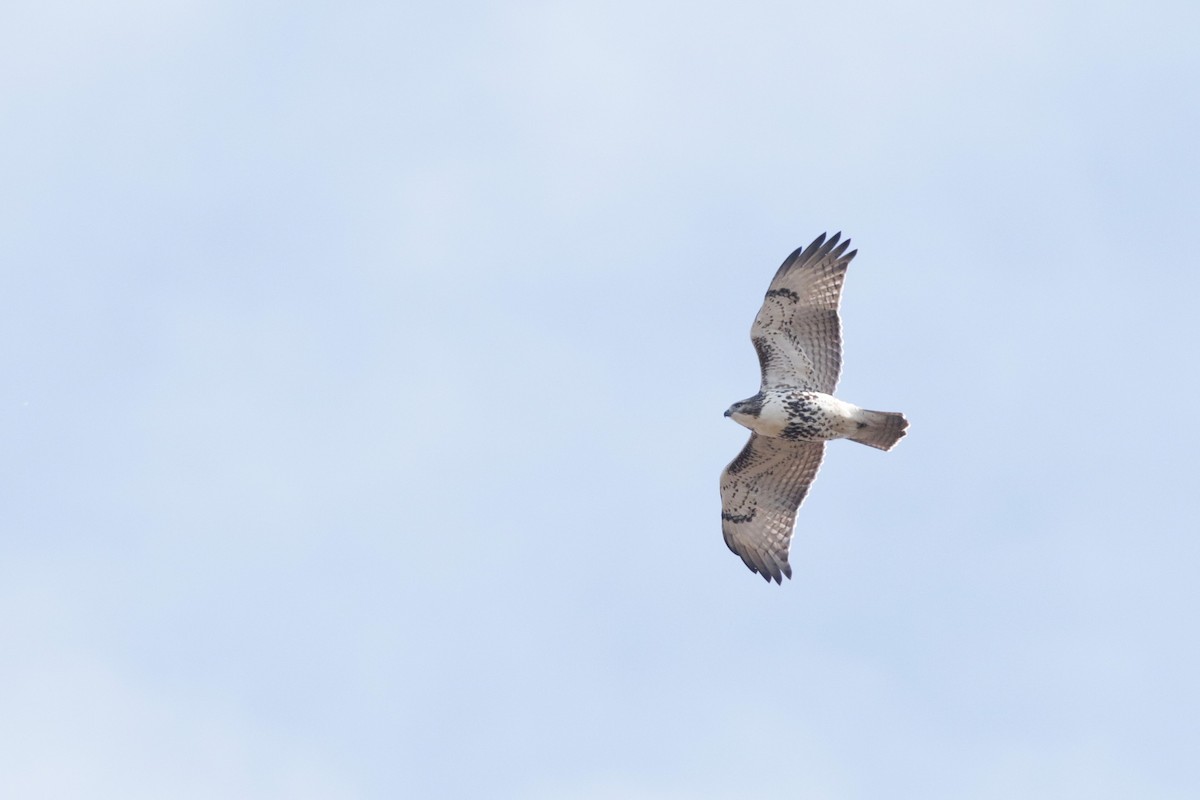 Red-tailed Hawk (borealis) - ML645679640
