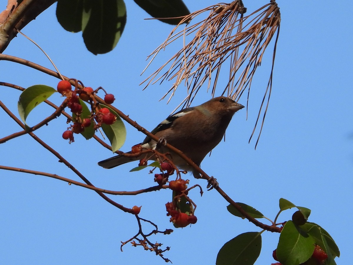 Common Chaffinch - ML645679643