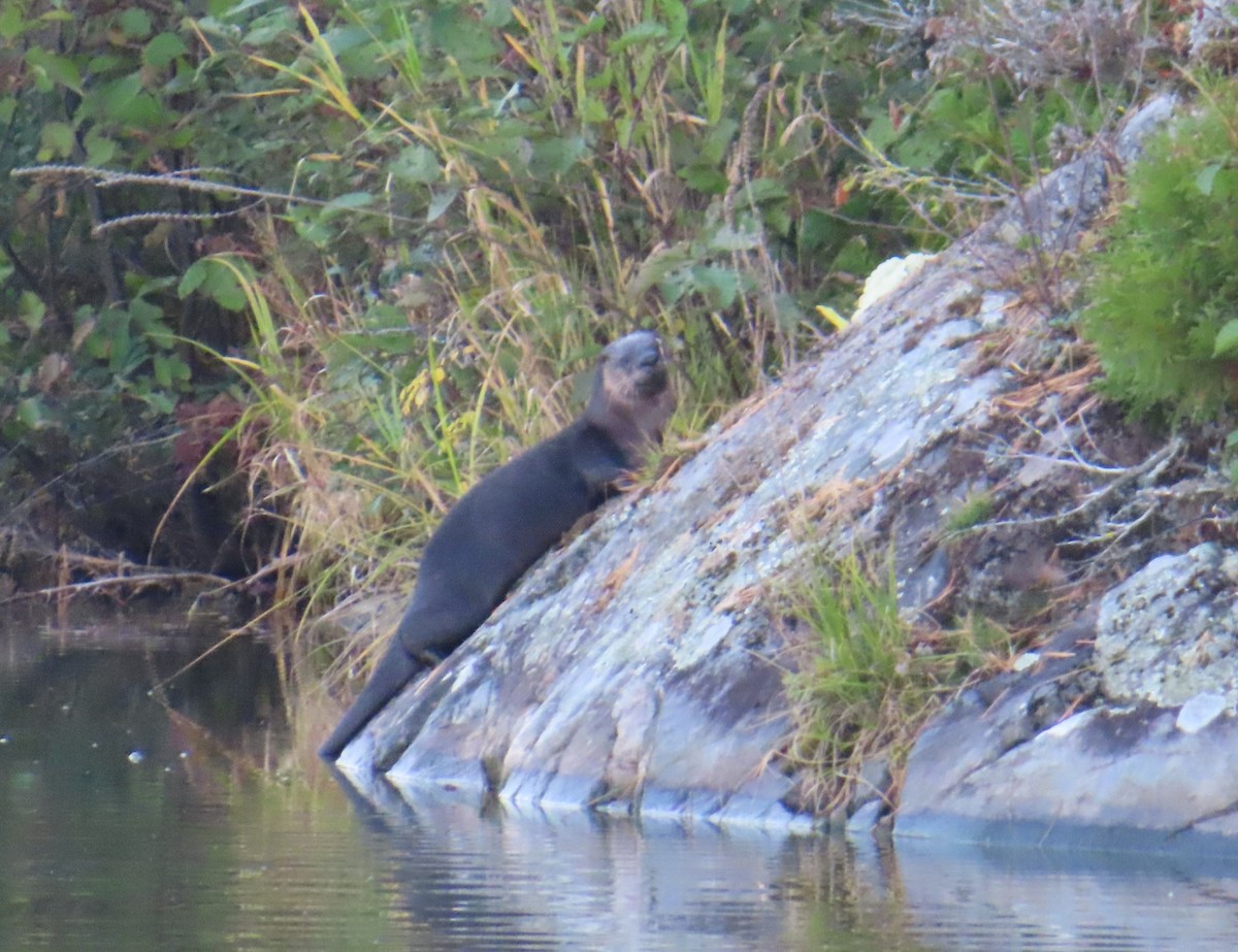 North American River Otter - ML645679644