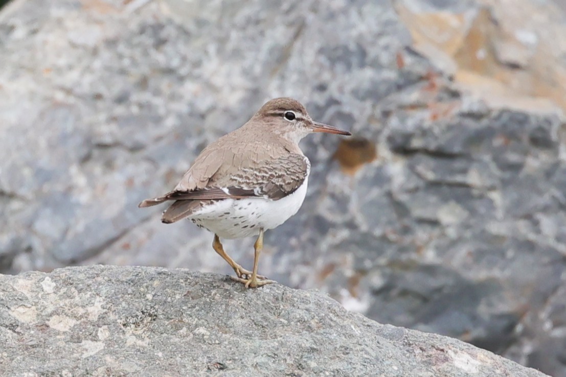 Spotted Sandpiper - ML645679645