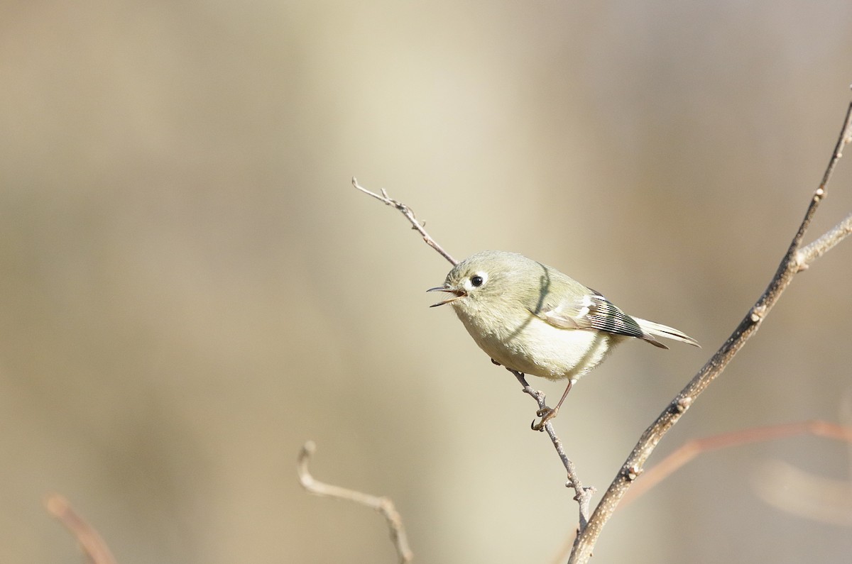 Ruby-crowned Kinglet - ML645679646