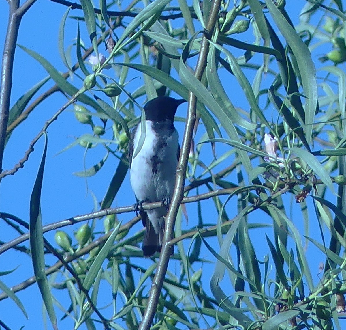 Чёрный медосос - ML645679656