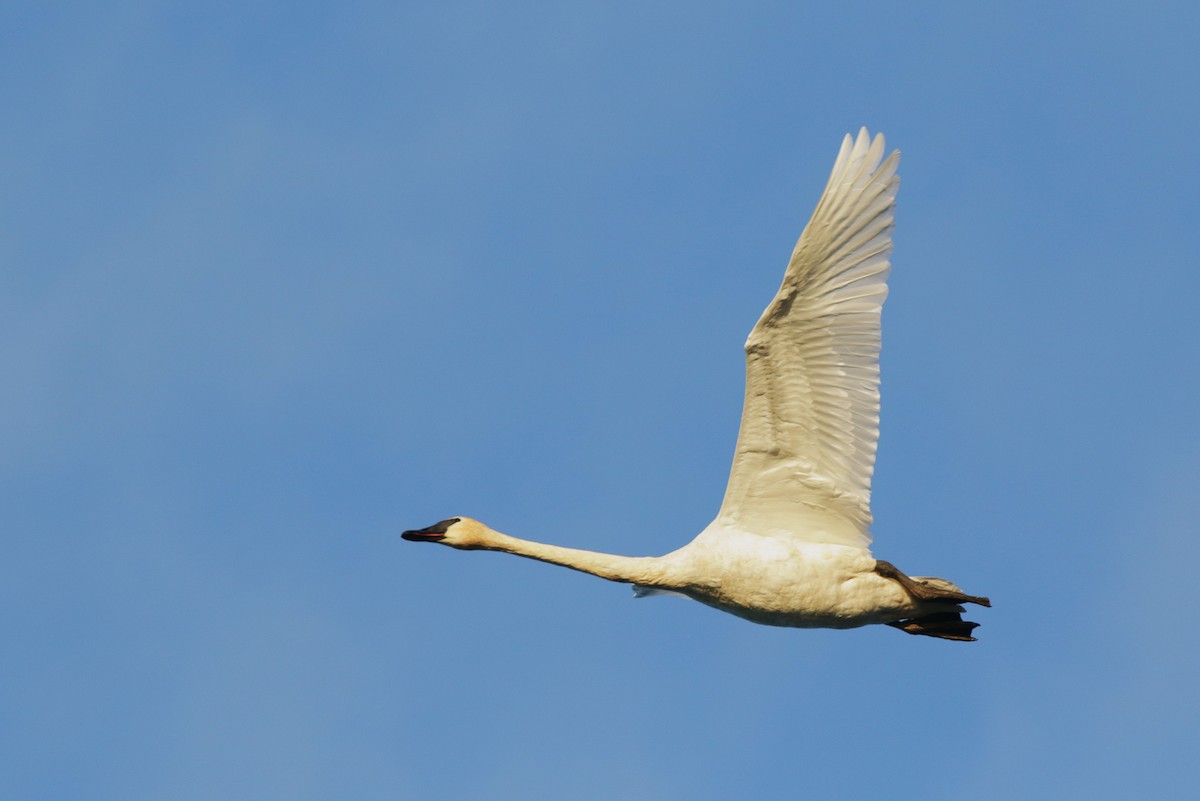 Trumpeter Swan - ML645679662