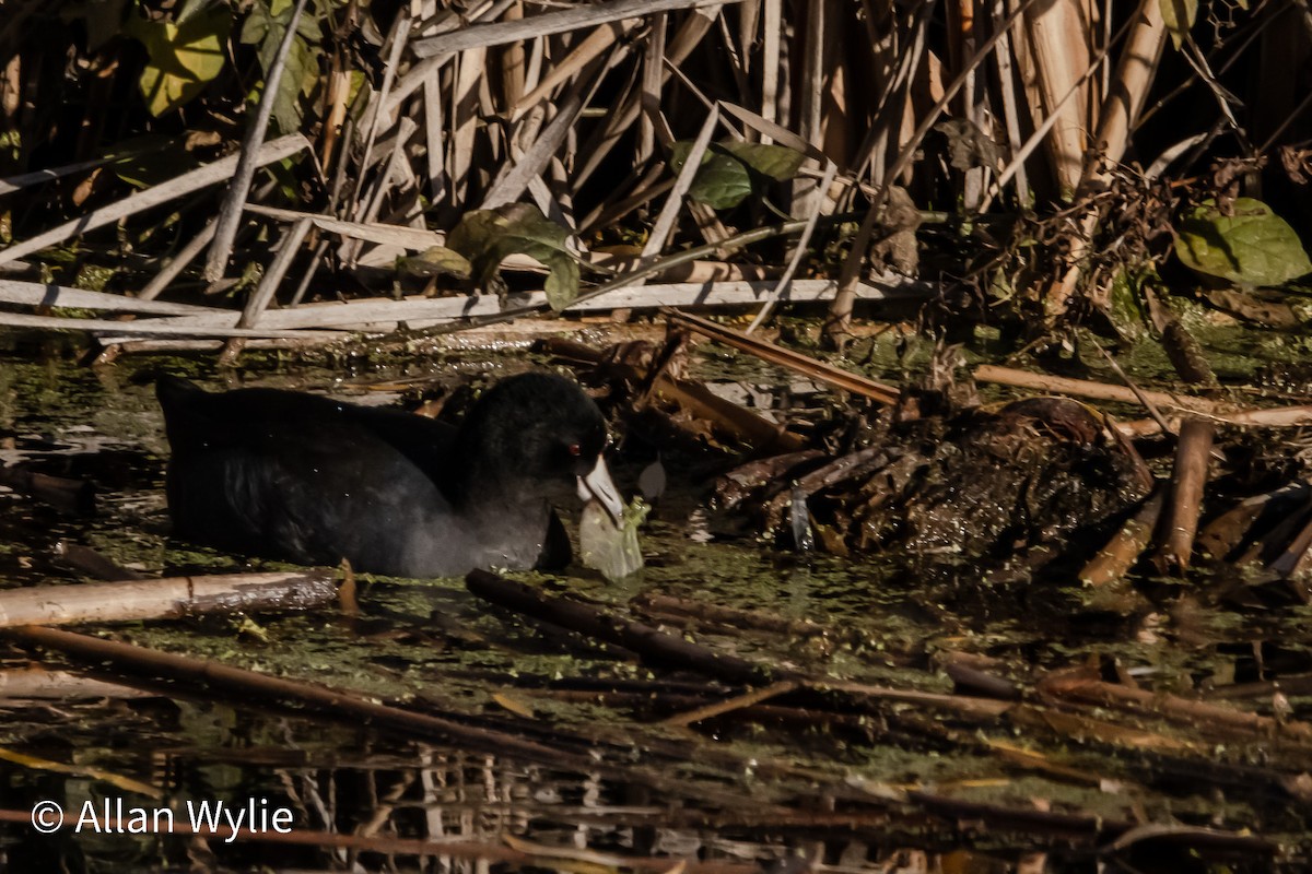 American Coot - ML645679664