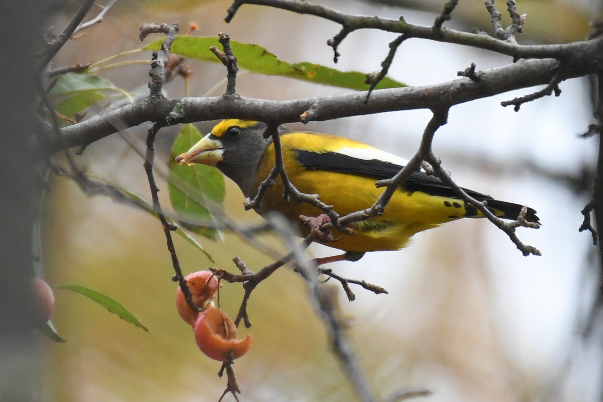 Evening Grosbeak (Eastern or type 3) - ML645679686
