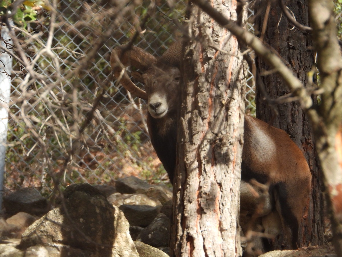Cyprus Mouflon - ML645679693