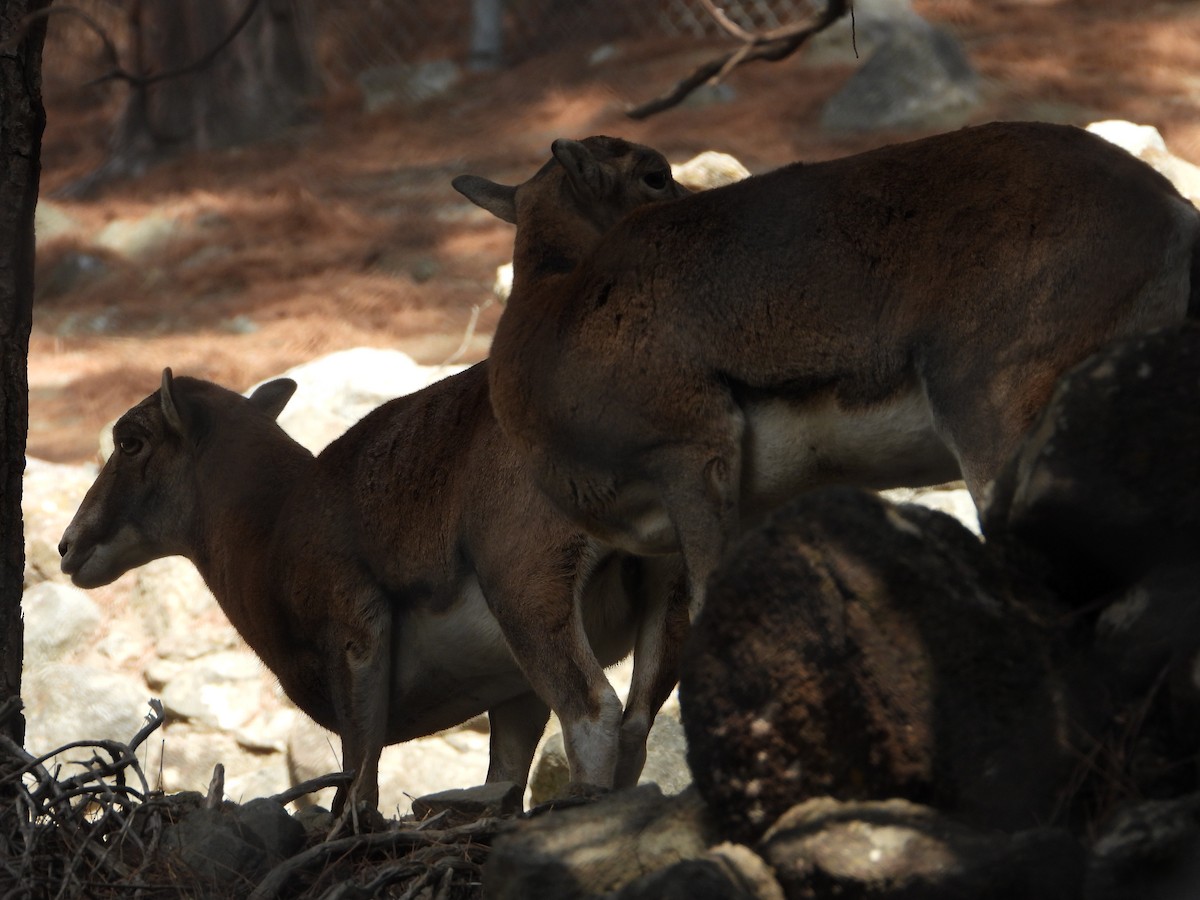 Cyprus Mouflon - ML645679694