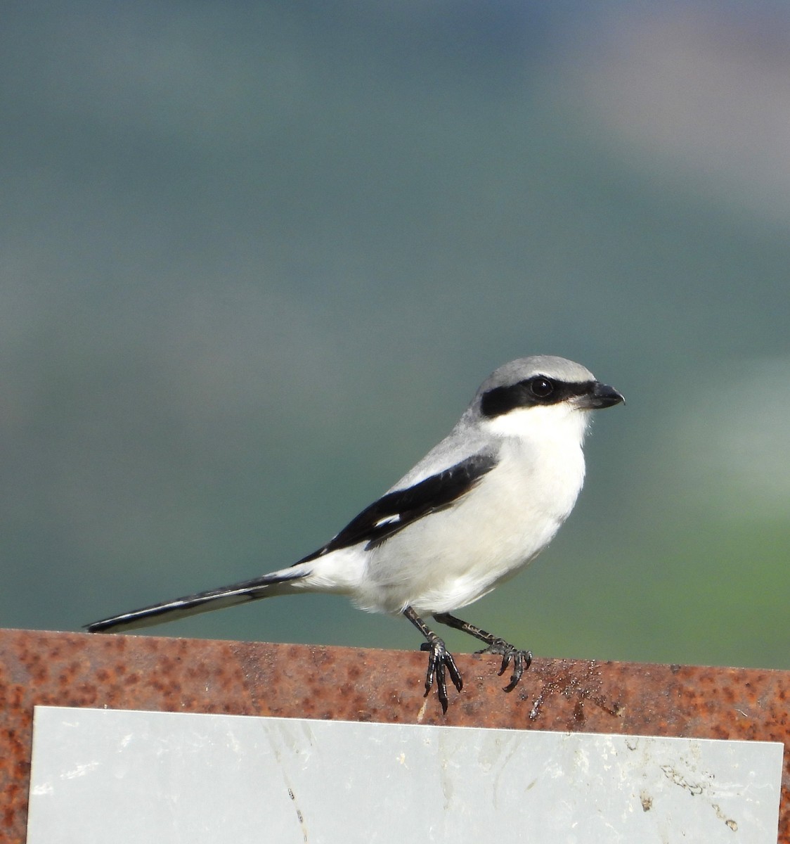 Loggerhead Shrike - ML645679698