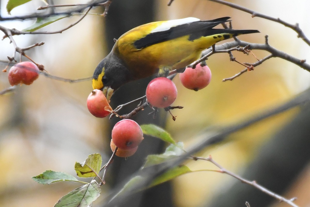 Evening Grosbeak (Eastern or type 3) - ML645679703