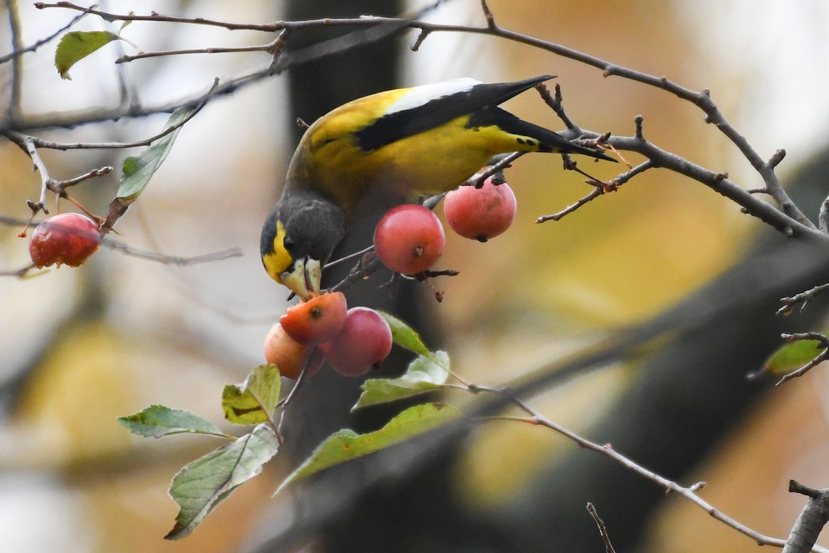 Evening Grosbeak (Eastern or type 3) - ML645679704