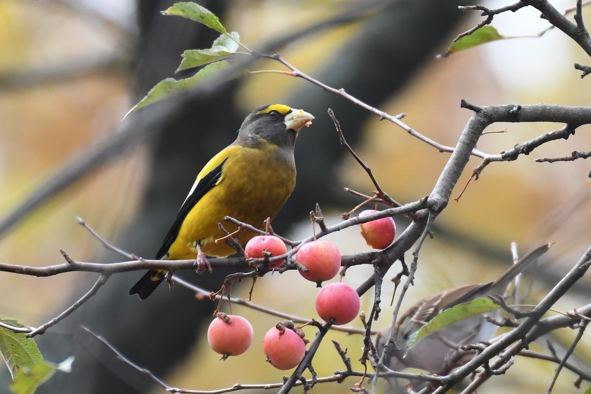 Evening Grosbeak (Eastern or type 3) - ML645679705