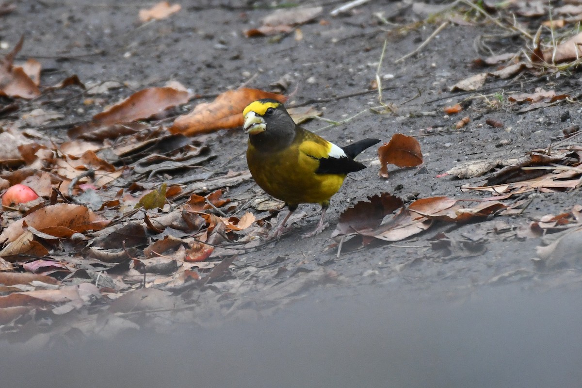 Evening Grosbeak (Eastern or type 3) - ML645679718