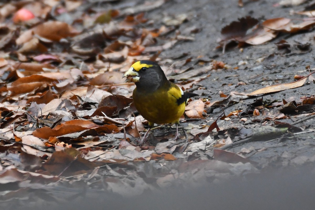 Evening Grosbeak (Eastern or type 3) - ML645679719