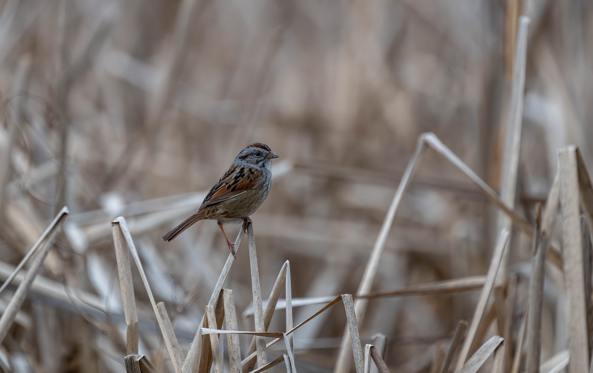 Swamp Sparrow - ML645679720
