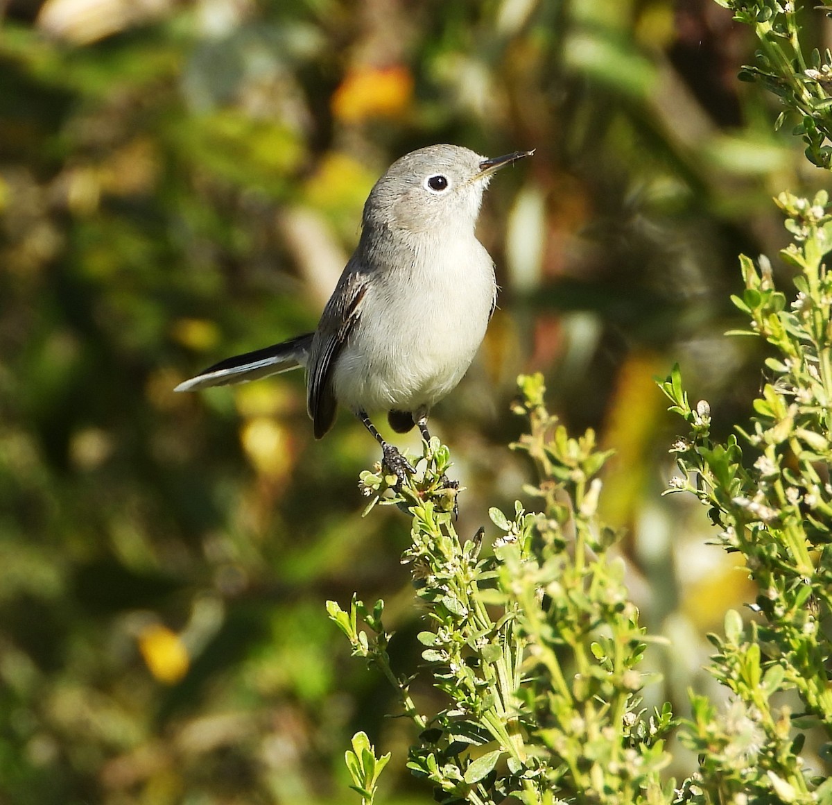 Голубая комароловка - ML645679722