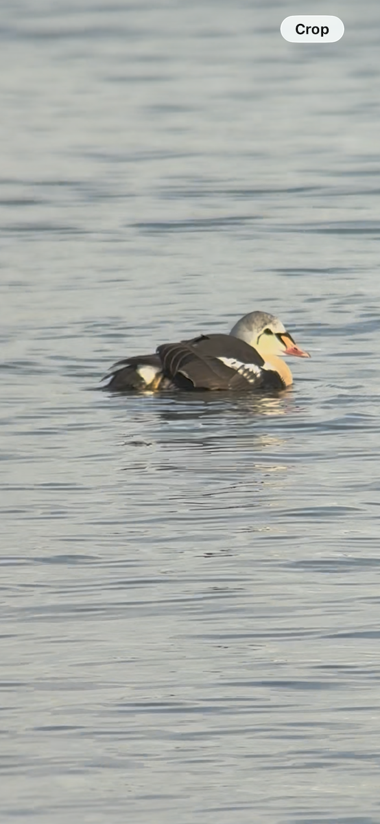 King Eider - ML645679724