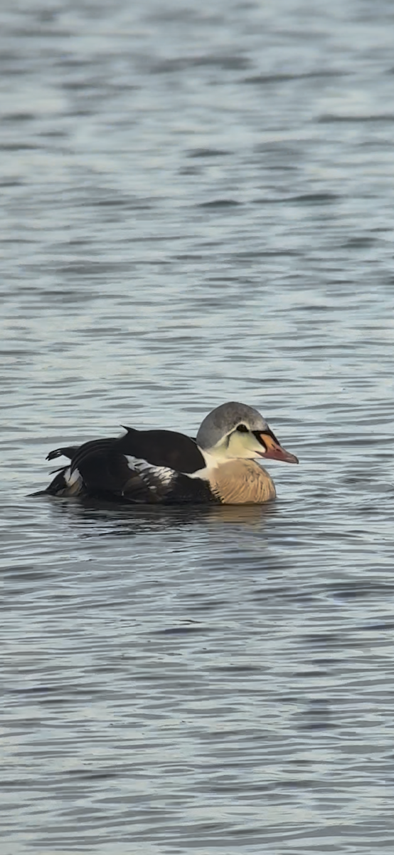 King Eider - ML645679725