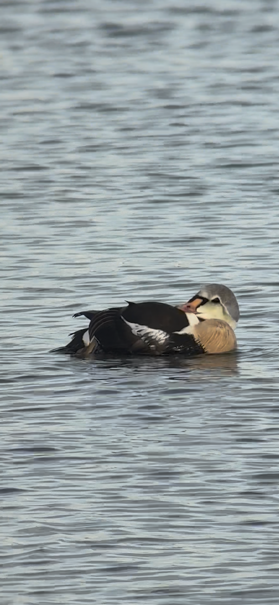 King Eider - ML645679726