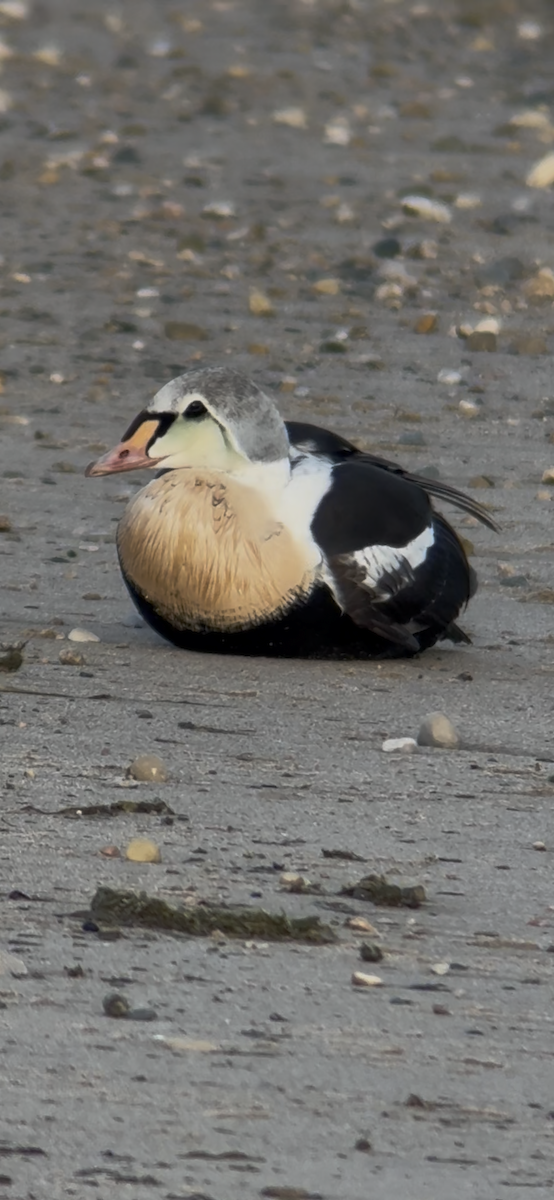 King Eider - ML645679727