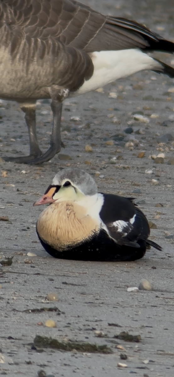 King Eider - ML645679728